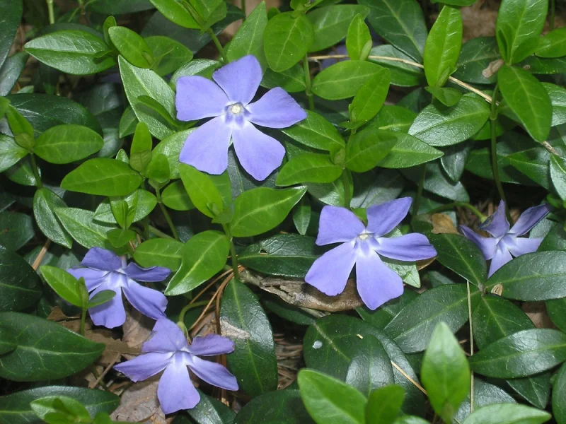 Vinca minor kant en klare bodembedekker (Plantenmat)