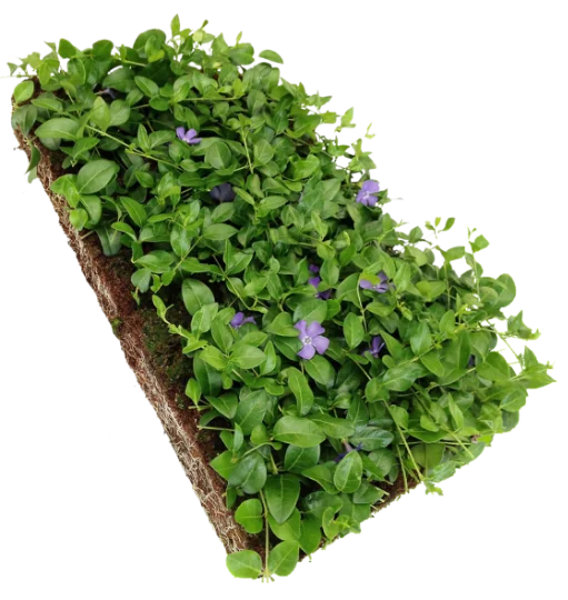Vinca minor kant en klare bodembedekker (Plantenmat)-6