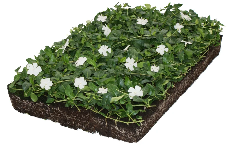 Vinca minor Alba kant en klare bodembedekker