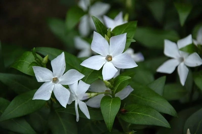 Vinca minor Alba kant en klare bodembedekker