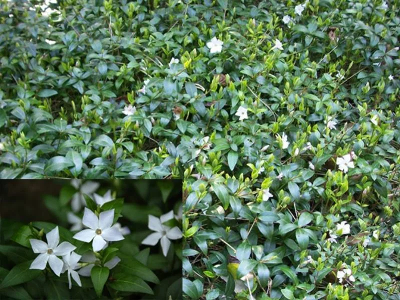Vinca minor Alba kant en klare bodembedekker-3