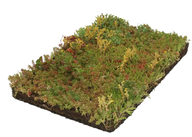 Sedum (Vetkruid) kant en klare bodembedekker (Sedummat)