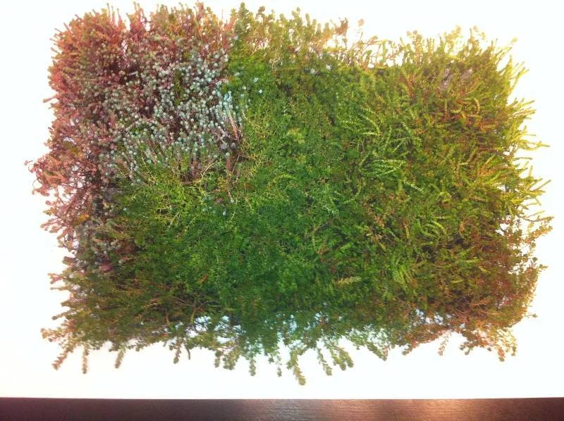 Sedum (Vetkruid) kant en klare bodembedekker (Sedummat)