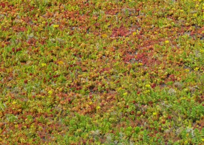 Sedum (Vetkruid) kant en klare bodembedekker (Sedummat)-3