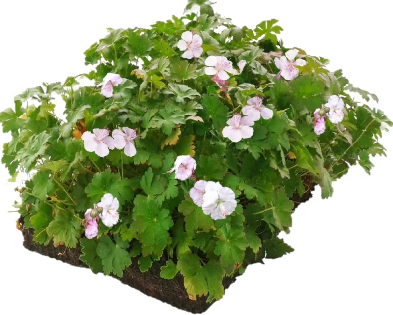 Geranium cantabrigiense Biokovo (Ooievaarsbek) kant en klare bodembedekker-1