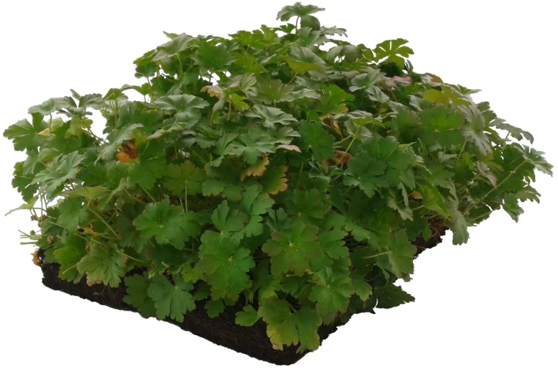 Geranium cantabrigiense Biokovo (Ooievaarsbek) kant en klare bodembedekker-2