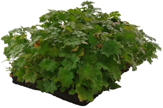 Geranium cantabrigiense Biokovo (Ooievaarsbek) kant en klare bodembedekker