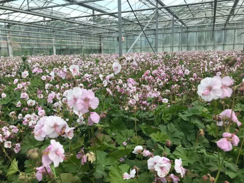 Geranium cantabrigiense Biokovo (Ooievaarsbek) kant en klare bodembedekker-3