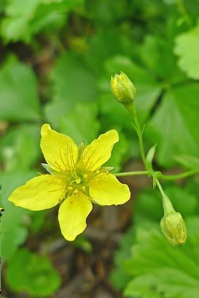 Waldsteinia ternata (Goudaardbei) kant en klare bodembedekker-2