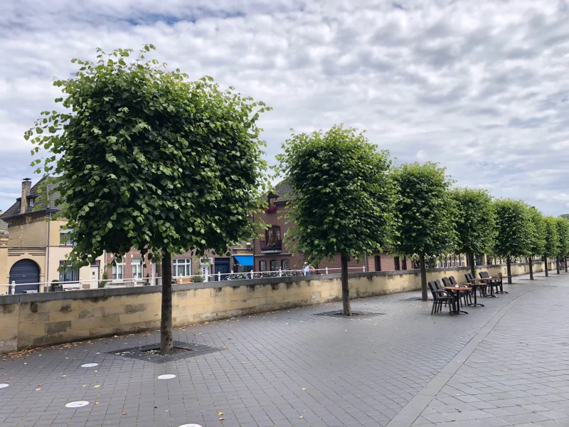 Tilia Europea Pallida Meerderjarig (Leilinde)