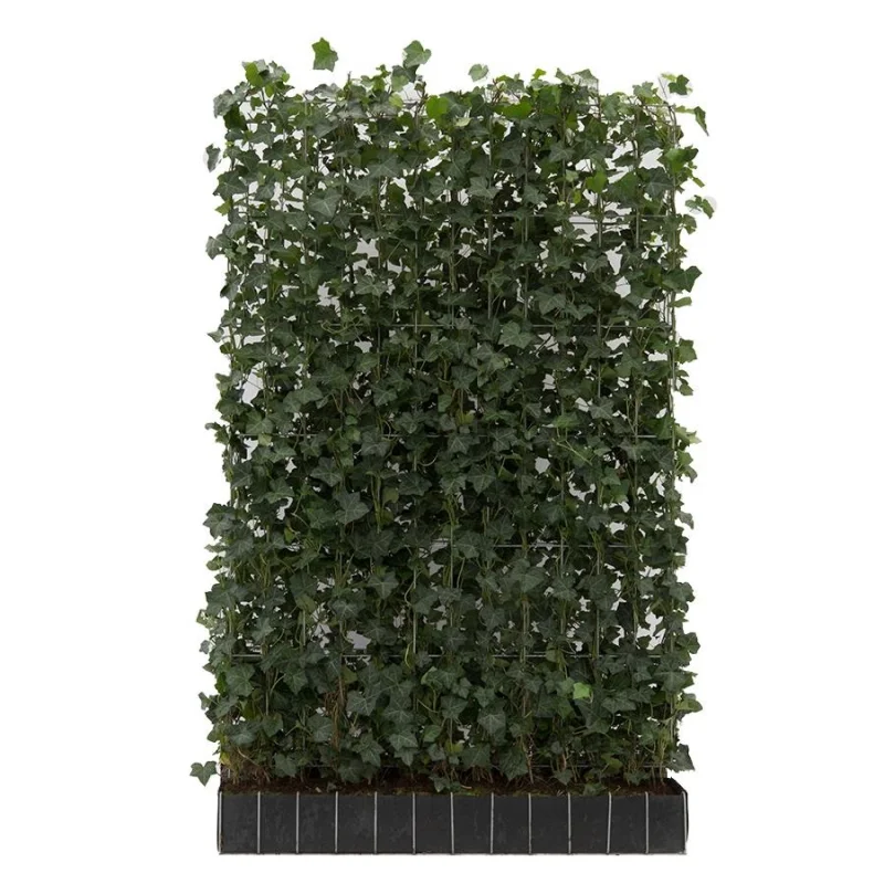 Hedera Hibernica Haagelement (Klimop kant en klaar haag)-1