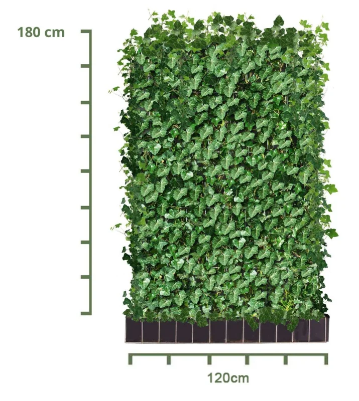 Hedera Hibernica Haagelement (Klimop kant en klaar haag)
