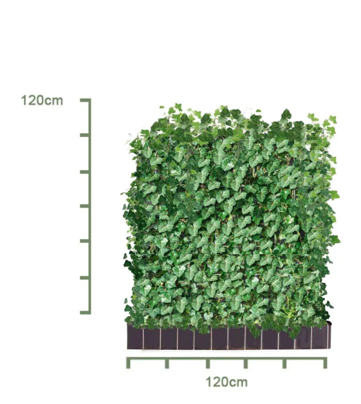 Hedera Hibernica Haagelement (Klimop kant en klaar haag)-3