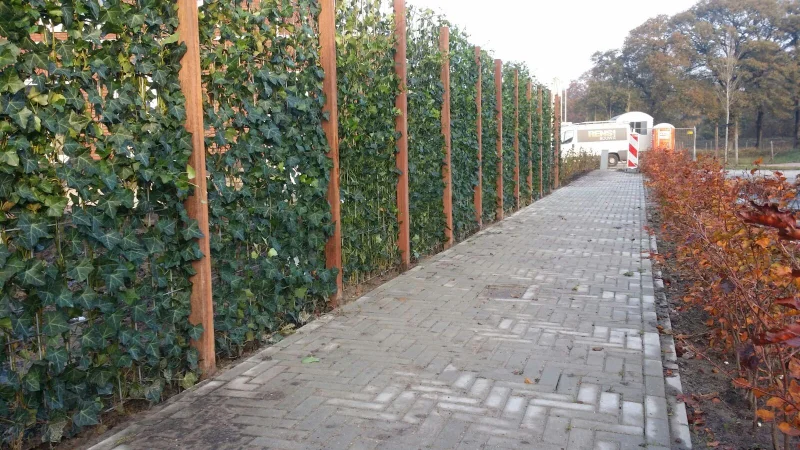 Hedera Hibernica Haagelement (Klimop kant en klaar haag)-6