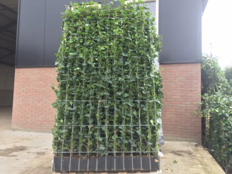 Hedera Hibernica Haagelement (Klimop kant en klaar haag)-7