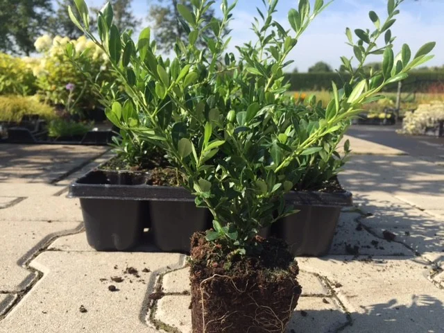 Ilex crenata 'Stokes'-1