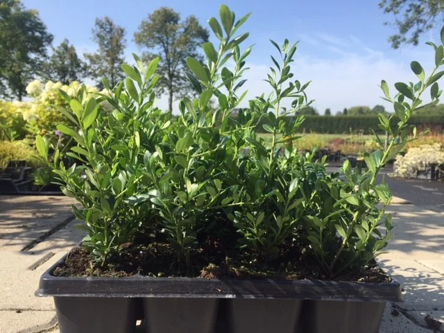 Ilex crenata 'Stokes'