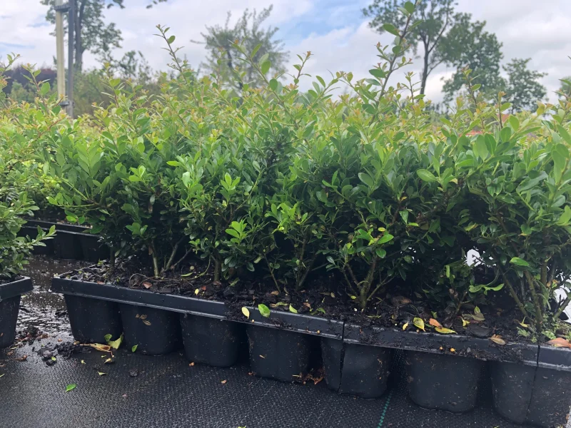 Ilex crenata 'Stokes'-3