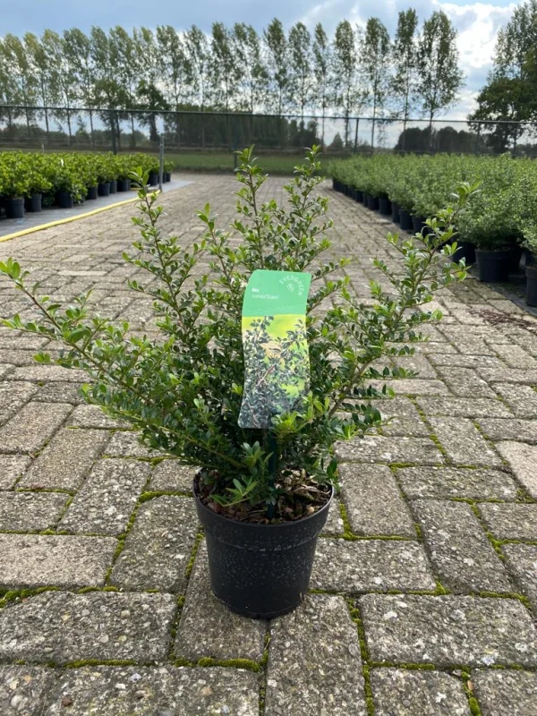 Ilex crenata 'Stokes'-4