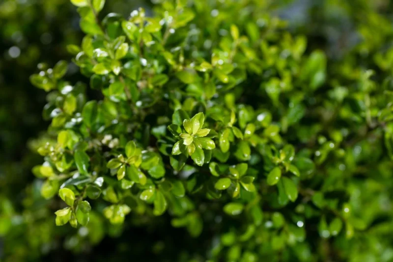 Ilex crenata 'Stokes'-6