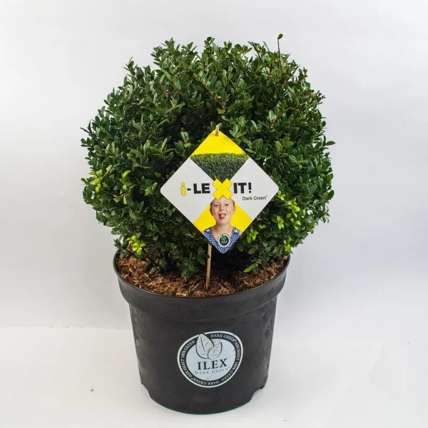 Ilex Crenata Dark Green Bol 25 cm
