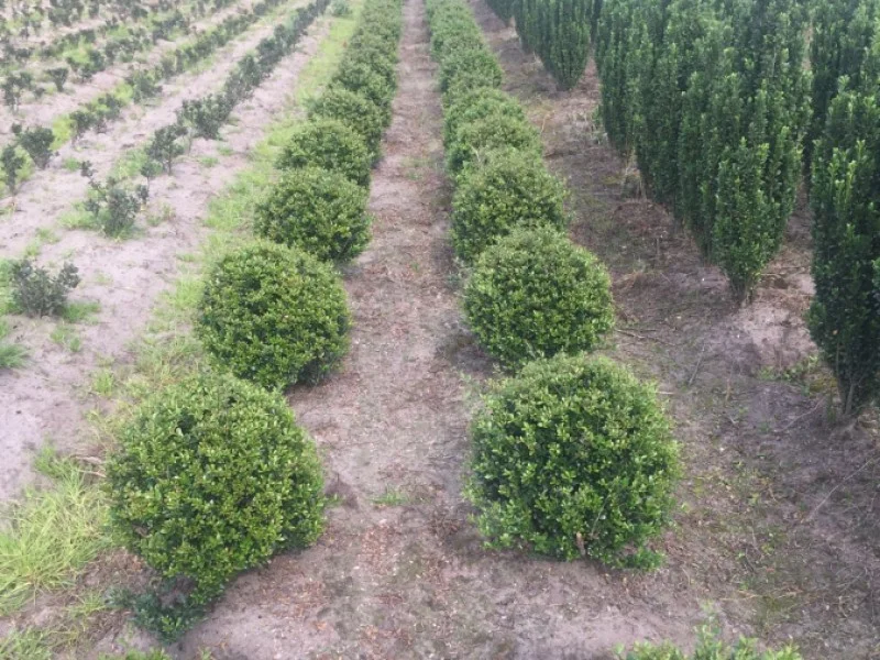 Ilex Crenata Dark Green Bol 35 cm-2