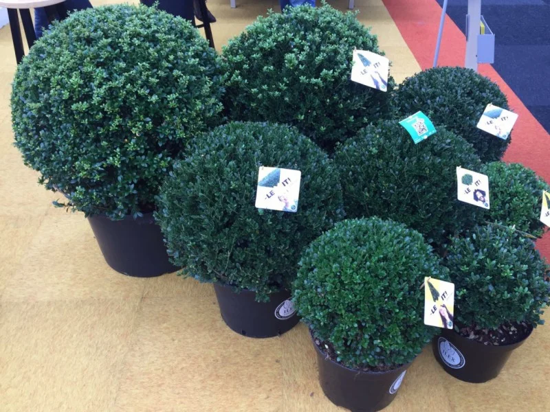 Ilex Crenata Dark Green Bol 45 cm-3