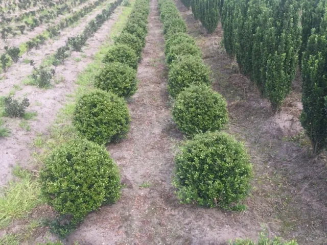 Ilex crenata Dark Green (Japanische Stechpalme) 50 cm