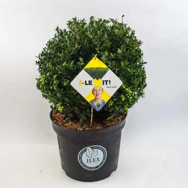 Ilex crenata Dark Green (Japanische Stechpalme) 60 cm
