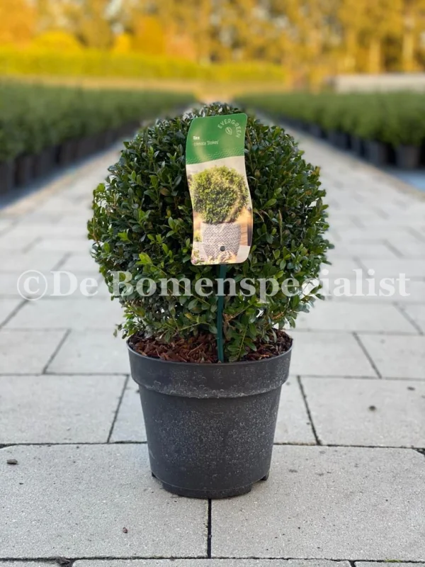 Ilex Crenata Stokes Bol 40 cm-1