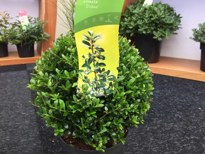 Ilex Crenata Stokes Bol 40 cm-2