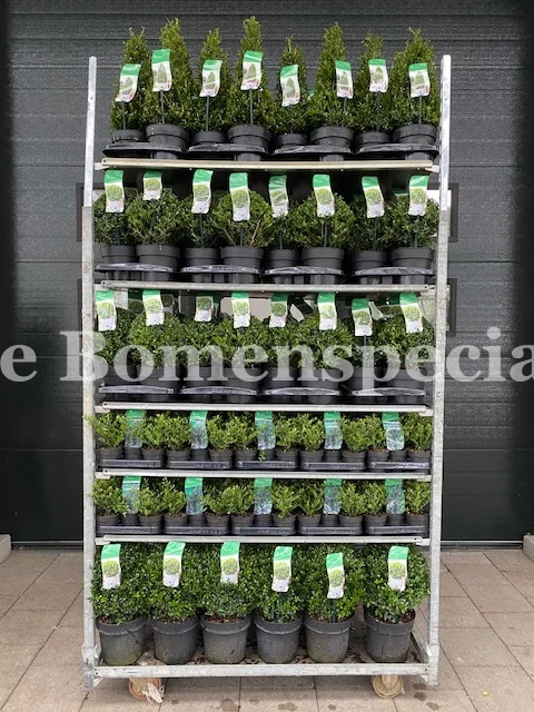 Ilex Crenata Stokes Bol 45 cm-5