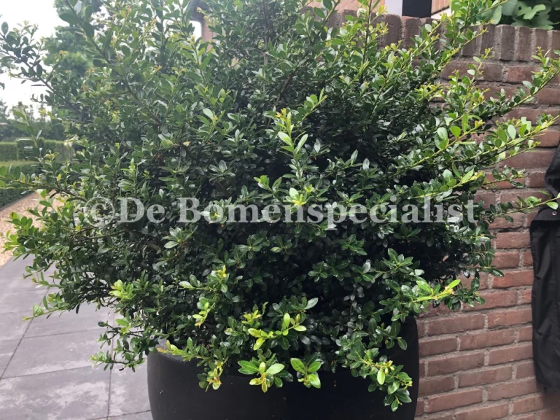 Ilex Crenata Stokes Bol 50 cm-5