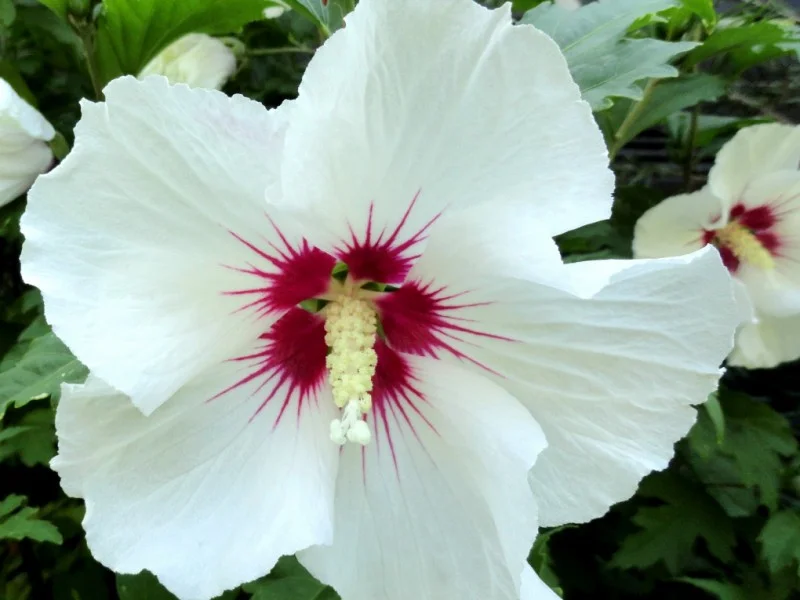 Hibiscus Syriacus Red Heart Halfstam (Altheastruik)