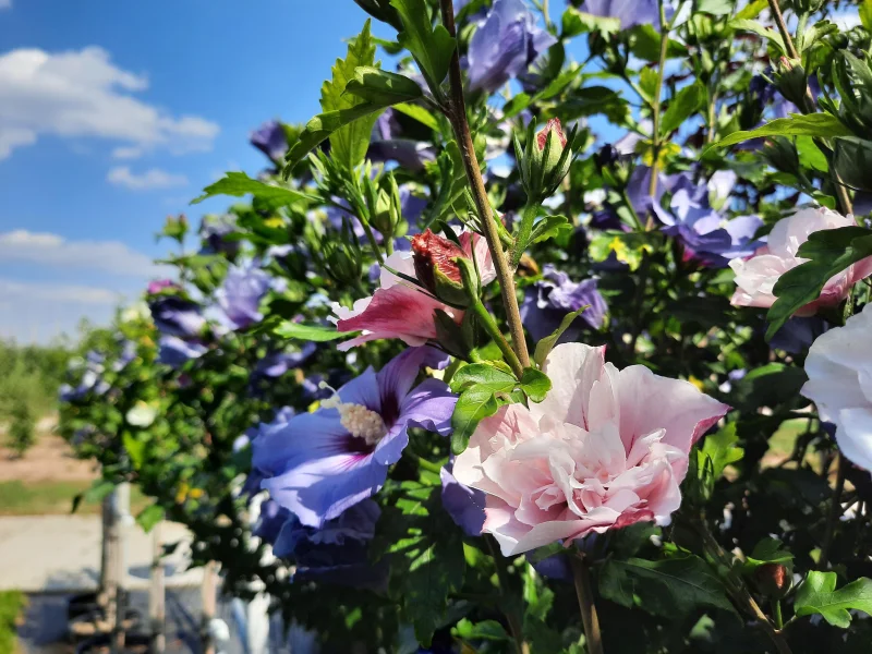 Hibiscus Syriacus Red Heart Halfstam (Altheastruik)-3
