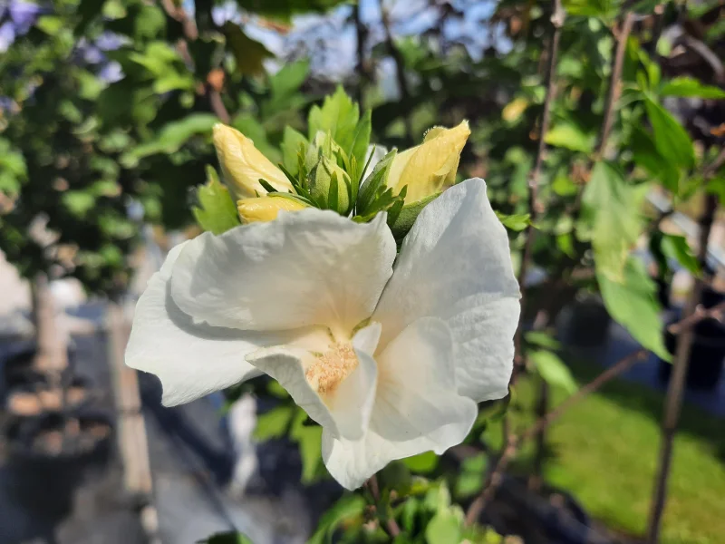 Hibiscus Syriacus Eleonore Halfstam (Altheastruik)