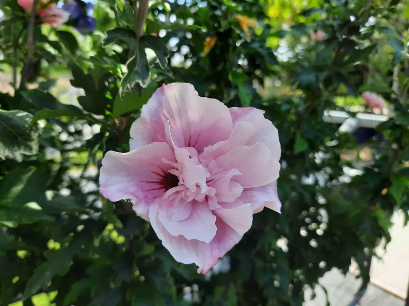 Hibiscus Syriacus Pink Chiffon Halfstam (Altheastruik)