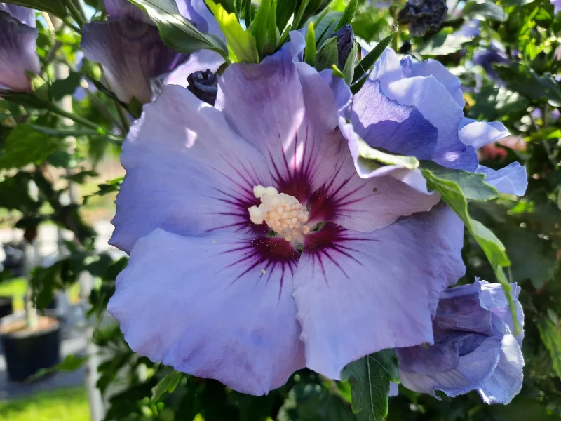 Hibiscus Syriacus Blue Bird Halfstam (Altheastruik)-1