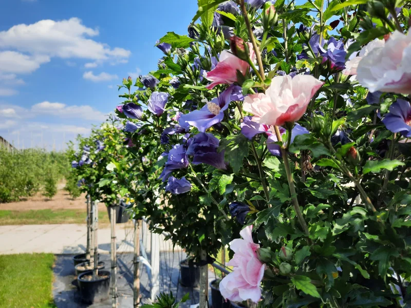 Hibiscus Syriacus Blue Bird Halfstam (Altheastruik)