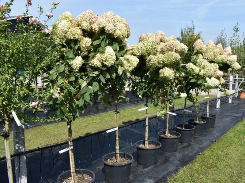 Hydrangea Lime Light Halfstam (Pluimhortensia)-1