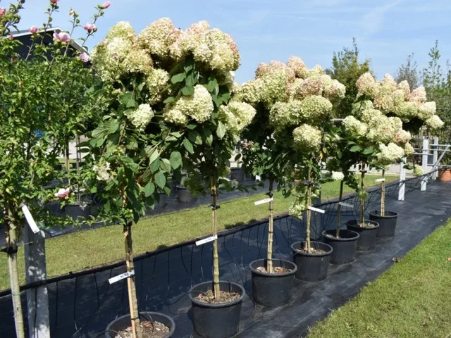 Hydrangea Lime Light Halbstamm (Rispen-Hortensie) Hydrangea Lime Light Halbstamm (Rispen-Hortensie)