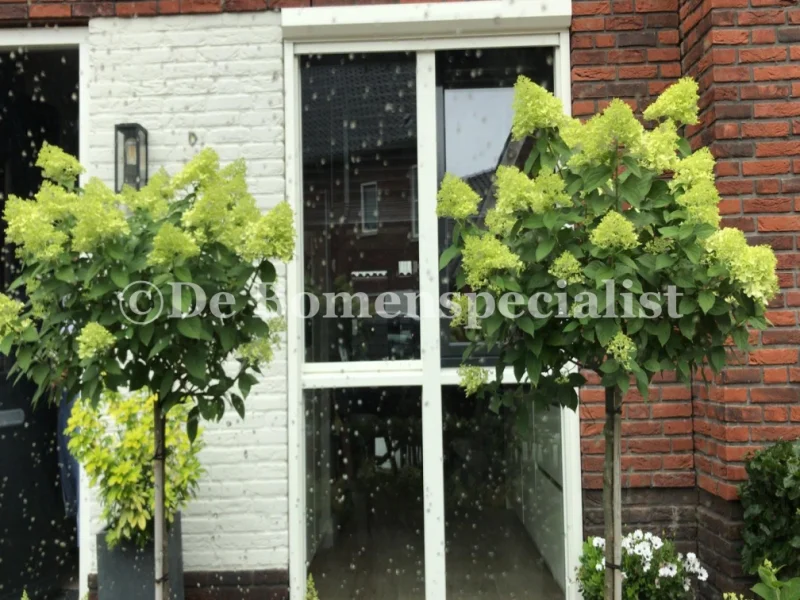 Hydrangea Lime Light Halfstam (Pluimhortensia)