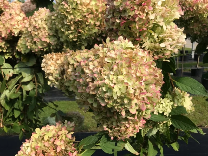 Hydrangea Lime Light Halfstam (Pluimhortensia)-3