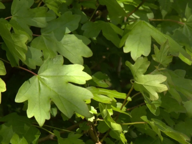 Acer Campestre (Bos-Haagplantsoen)
