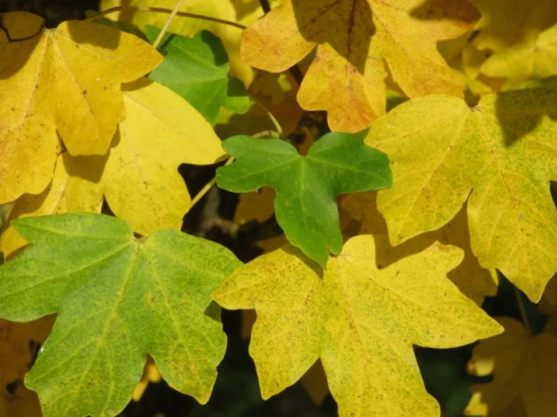 Acer Campestre (Bos-Haagplantsoen)