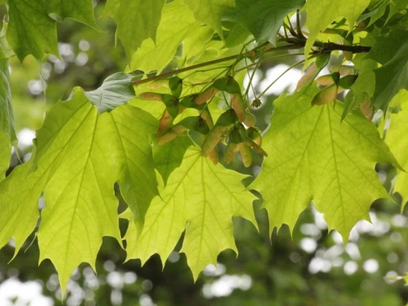 Acer Platanoides (Bos-Haagplantsoen)