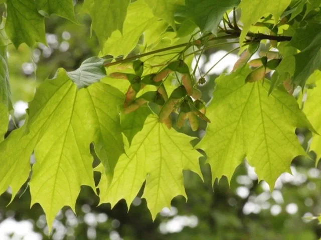 Acer Platanoides (Bos-Haagplantsoen) Acer Platanoides (Bos-Haagplantsoen)