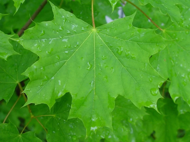 Acer Platanoides (Bos-Haagplantsoen)-2