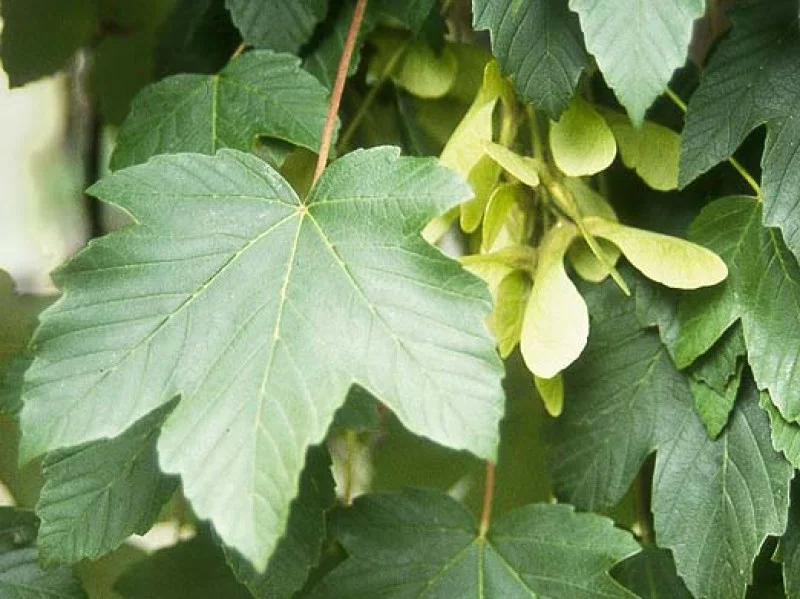 Acer Pseudoplatanus (Bos-Haagplantsoen)-1