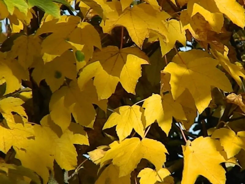 Acer Pseudoplatanus (Bos-Haagplantsoen)-2